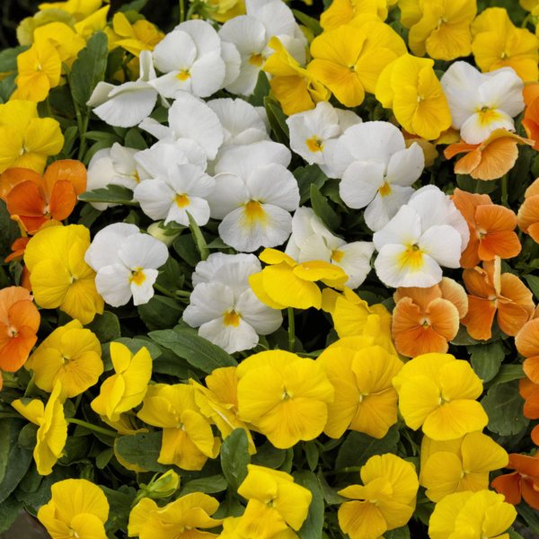 Citrus Mix viola