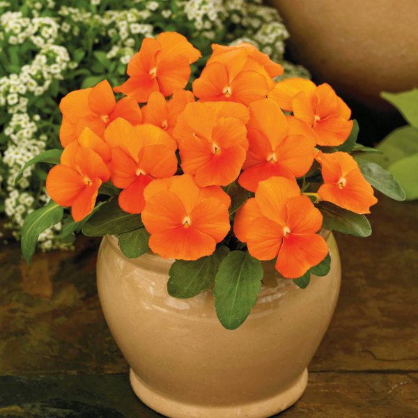Clear Orange viola
