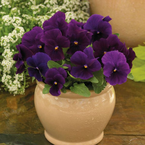 Clear Purple viola