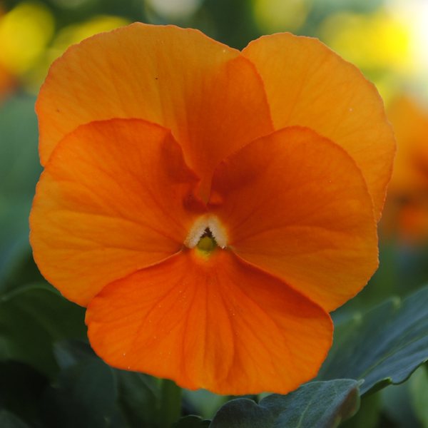 Deep Orange viola