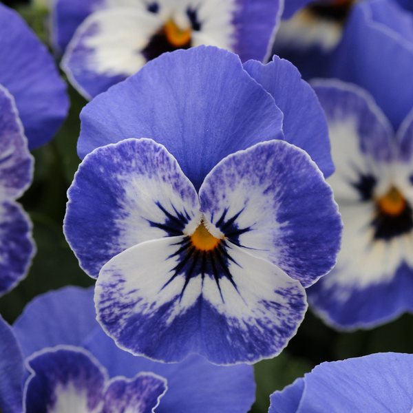 Delft Blue viola