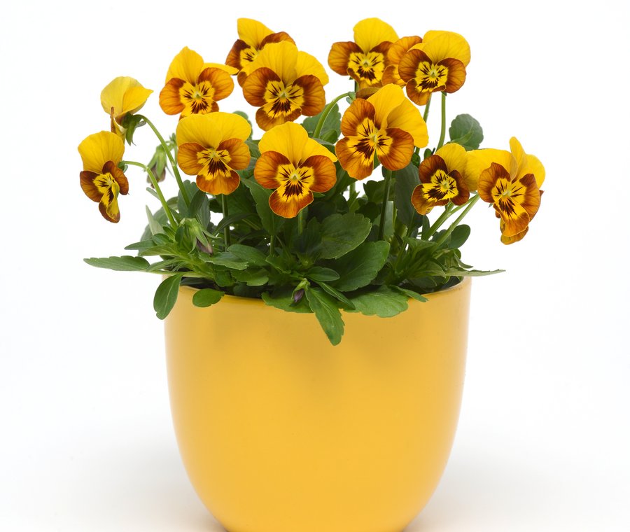 Sorbet Honeybee viola in a pot