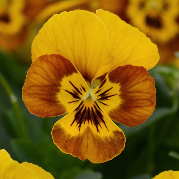 Honeybee viola