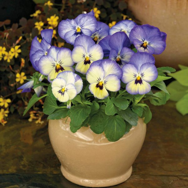Icy Blue viola