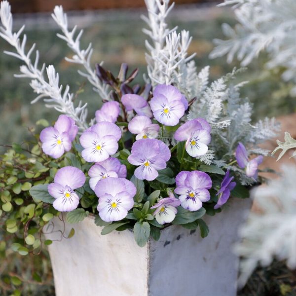Lavender Flash viola