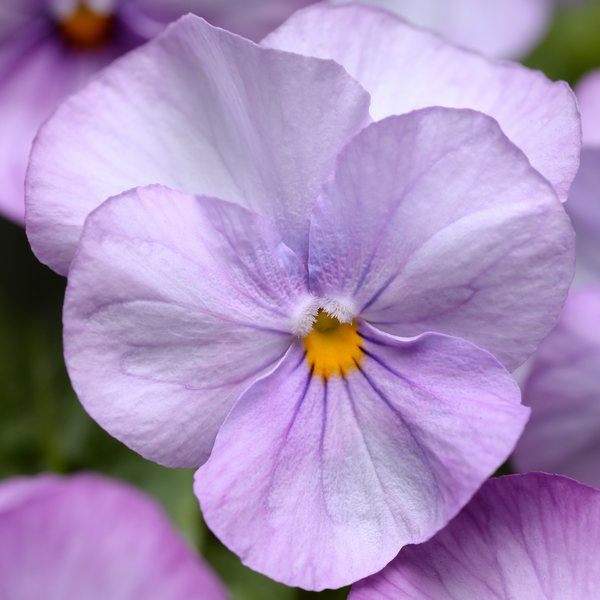 Lavender Pink viola