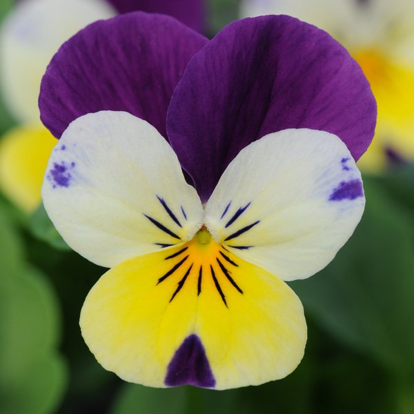 Lemon Jump Up viola