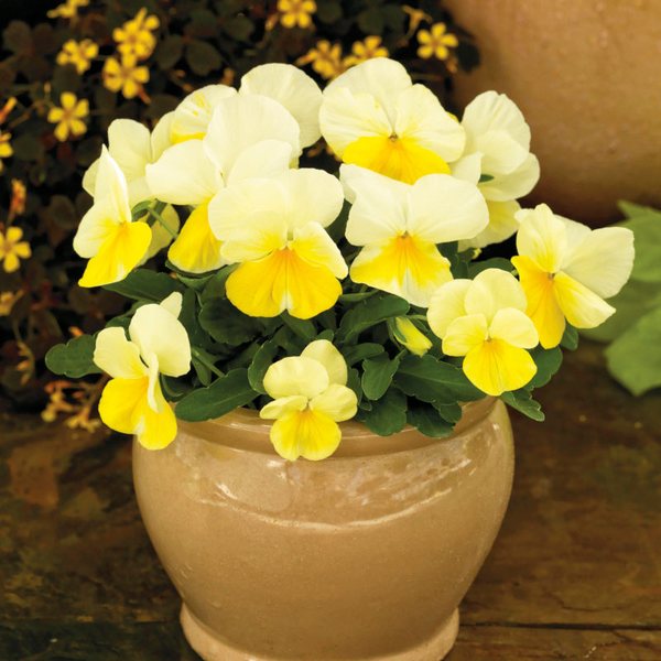 Lemon Splash viola