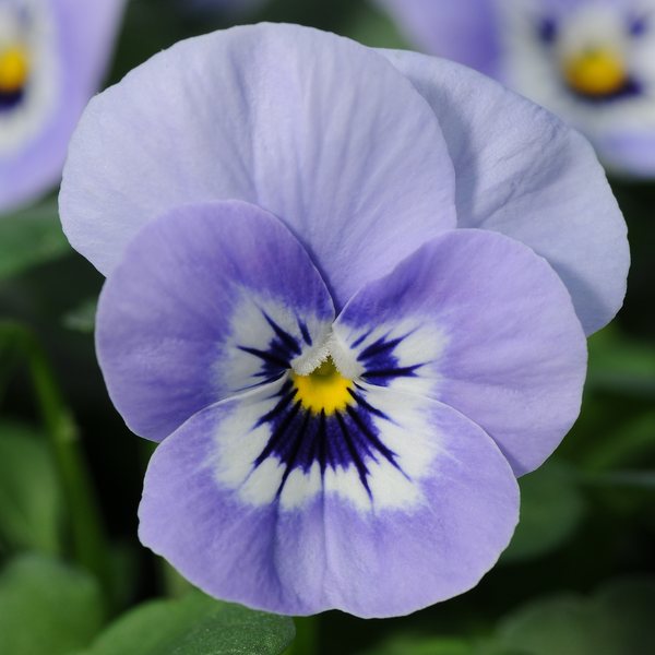 Marina viola