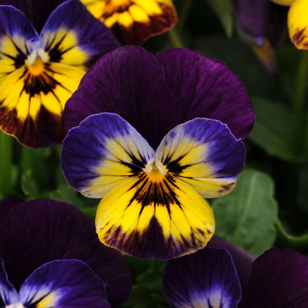 Midnight Glow viola