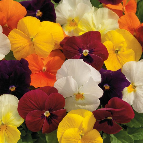Mix viola