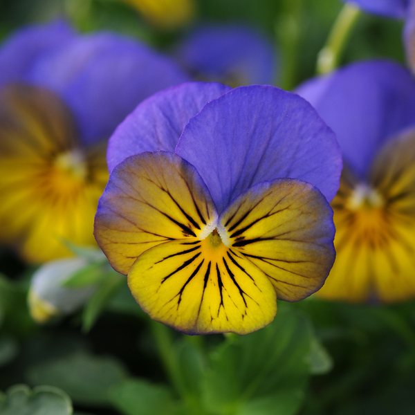 Morpho viola