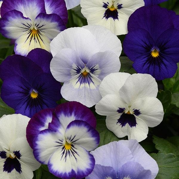 Ocean Breeze Mix viola