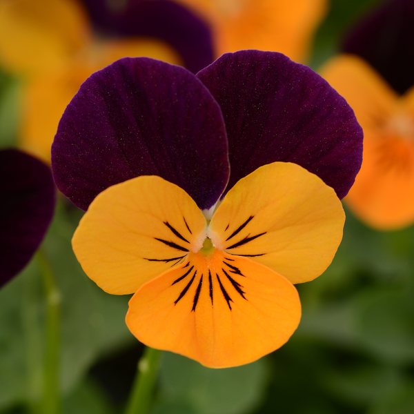 Orange Jump Up viola