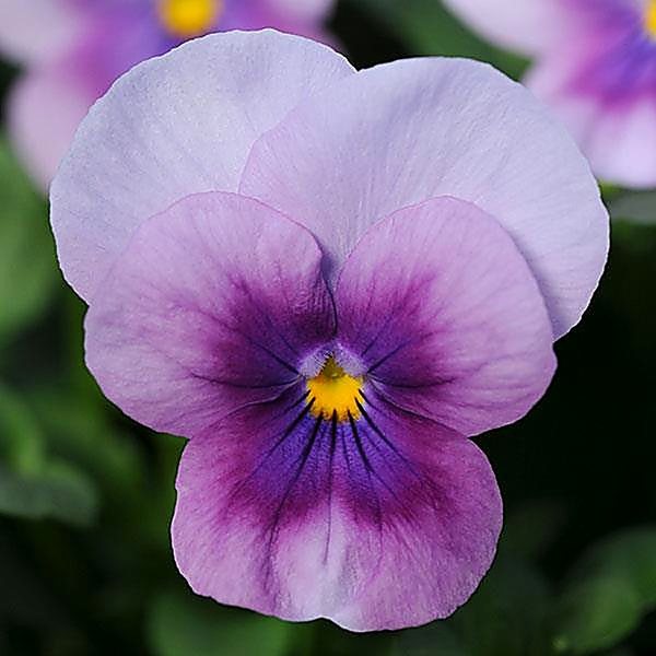 Orchid Rose Beacon viola