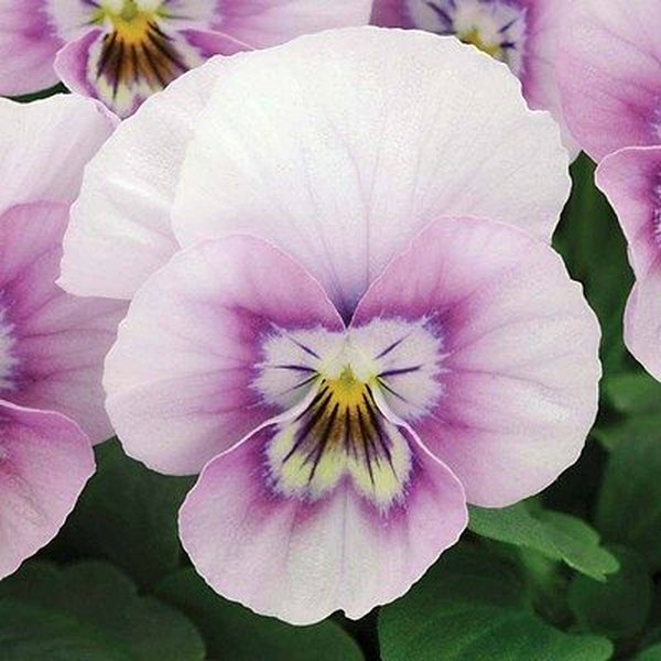 Pink Halo viola
