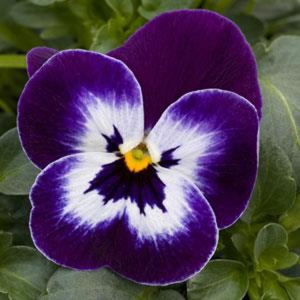 Purple Face viola