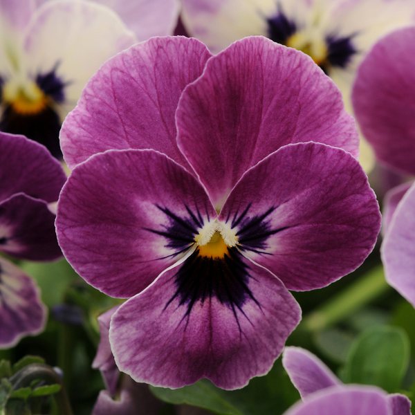 Raspberry viola