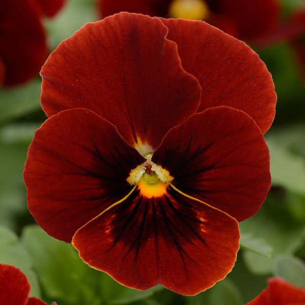 Red Blotch viola