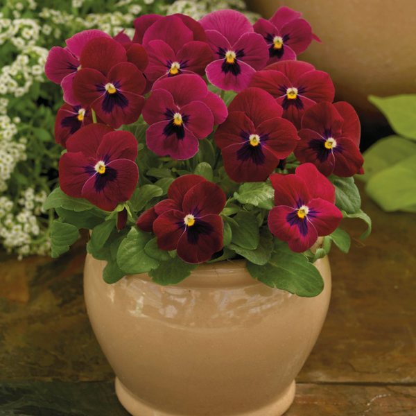 Rose with Blotch viola