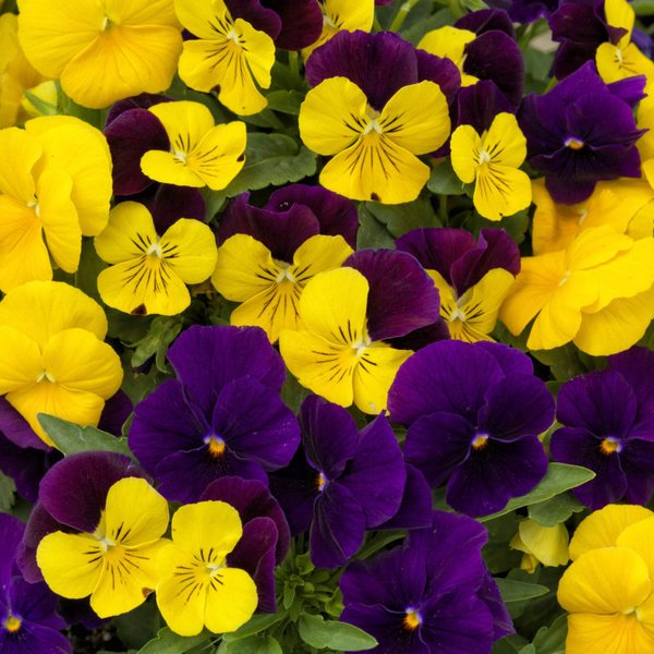 Royal Mix viola