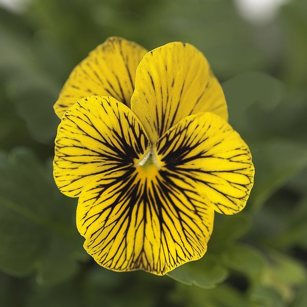 Tiger Eye viola