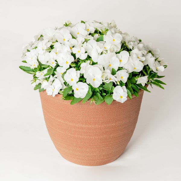 White viola