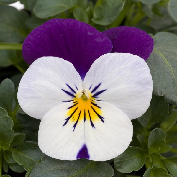 White Jump Up viola