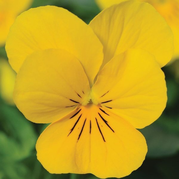Yellow viola