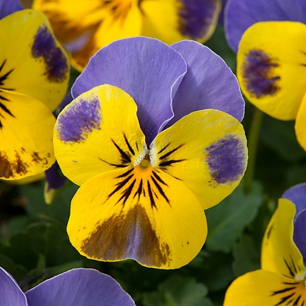 Yellow and Blue Jump Up viola