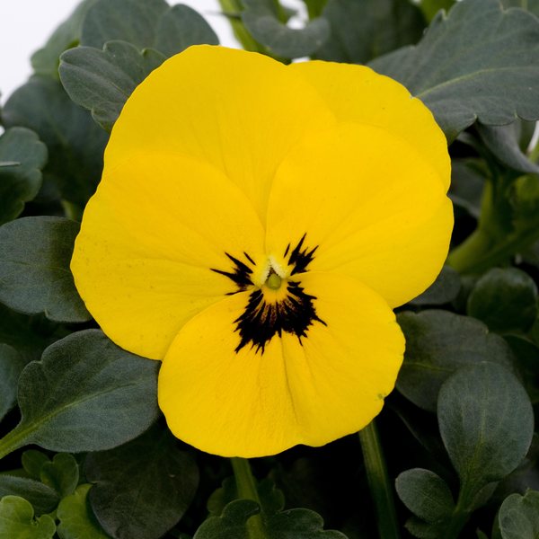 Yellow Blotch viola