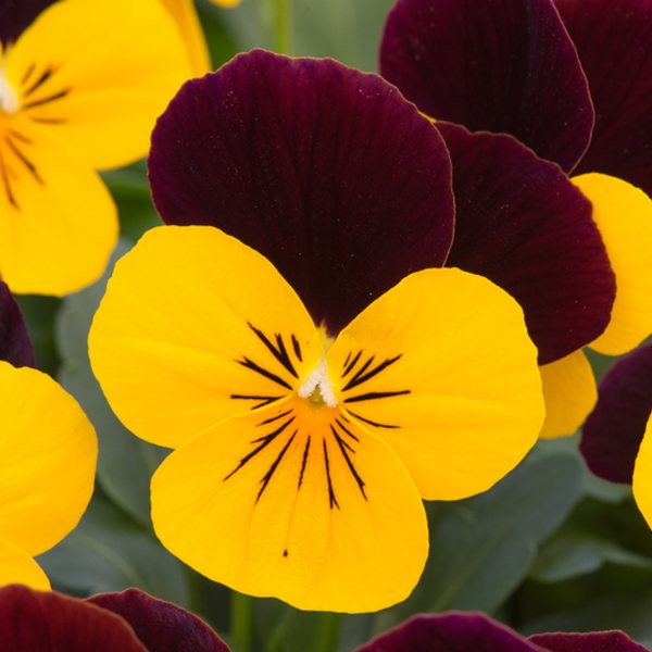 Yellow Burgundy Jump Up viola