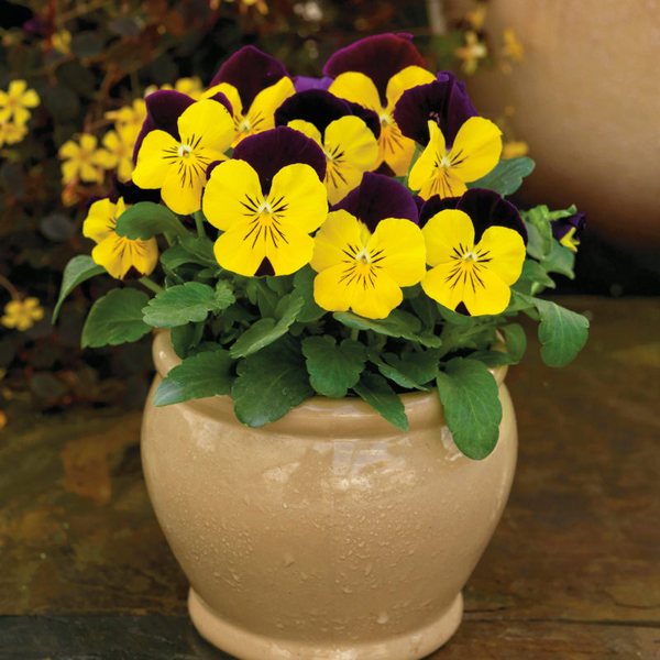 Yellow Jump Up viola