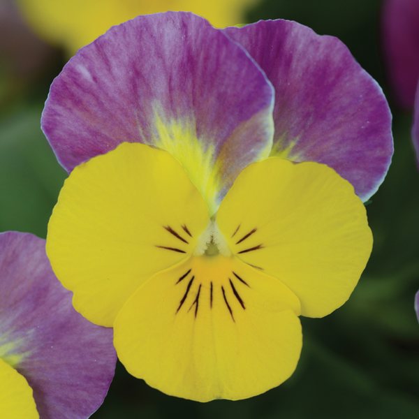 Yellow Pink Jump Up viola