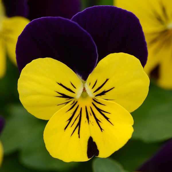 Yellow/Violet Jump Up viola