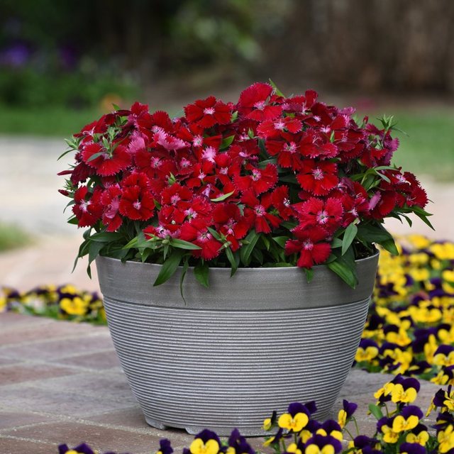Dianthus Floral Lace