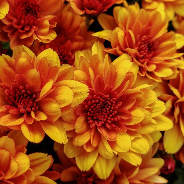 Garden mums