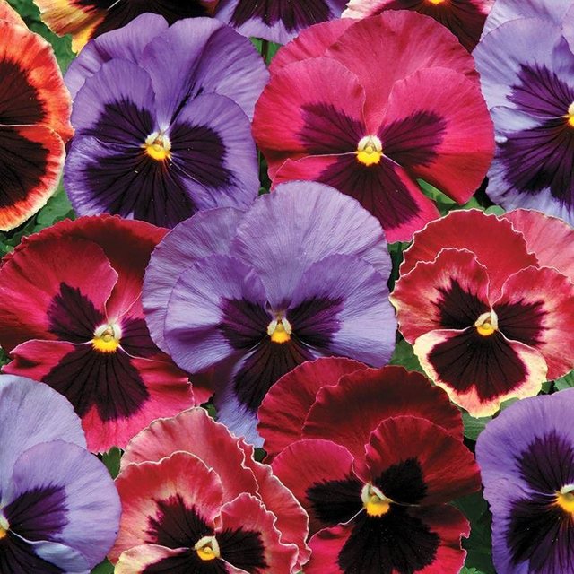 Matrix pansy series