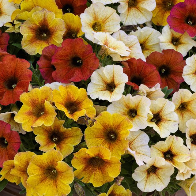 Petchoa SuperCal