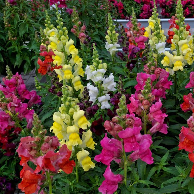Speedy Sonnet snapdragons
