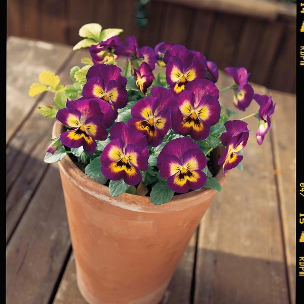 Berry Pie viola
