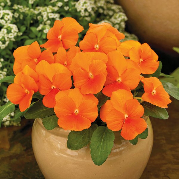 Clear Orange viola