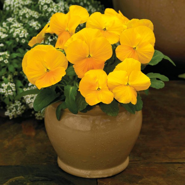 Clear Yellow viola