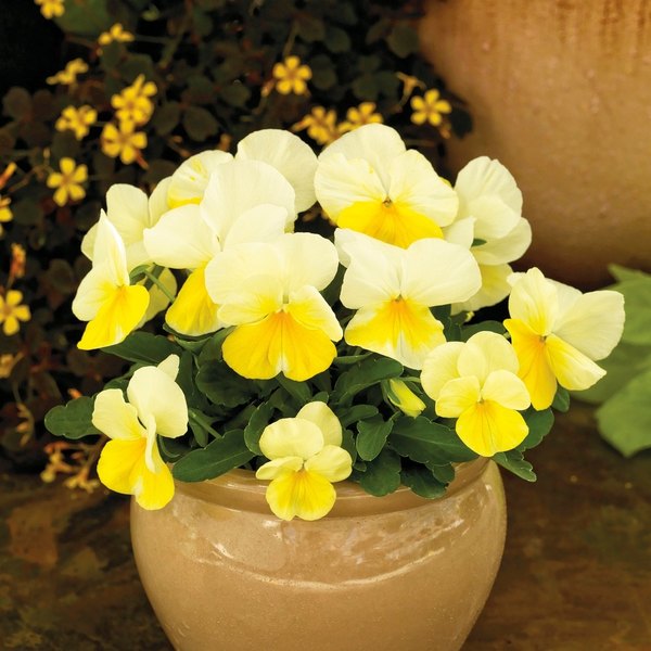Lemon Splash viola