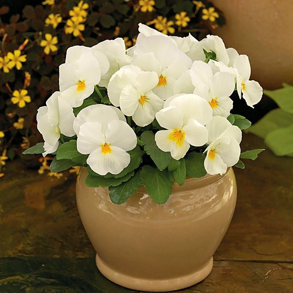 Popcorn viola