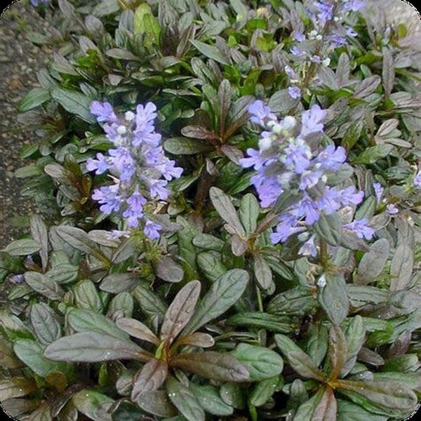 Chocolate Chip Ajuga