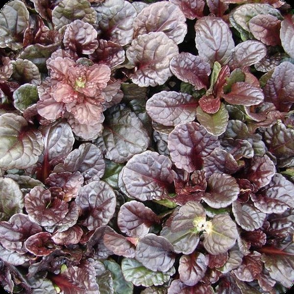Mahogany Ajuga