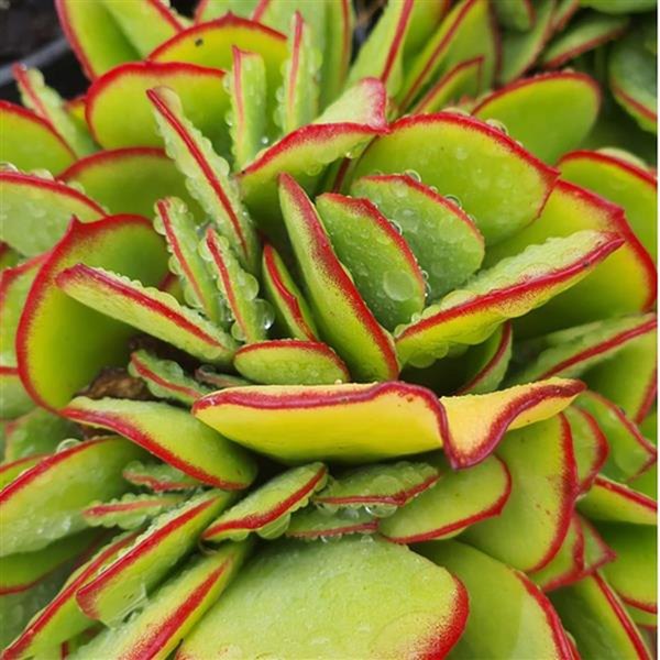 Deluxe Boma Cotyledon