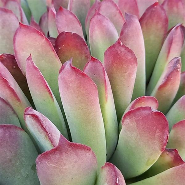 Deluxe Koppie Cotyledon