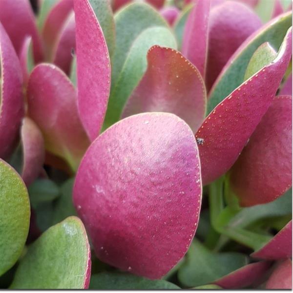 multicava Red Crassula